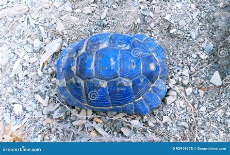Blue Turtle Shell Explosion に対する画像結果