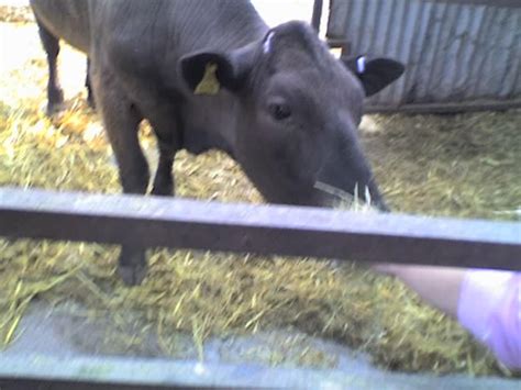 Image result for Littlepuck Moo Cow