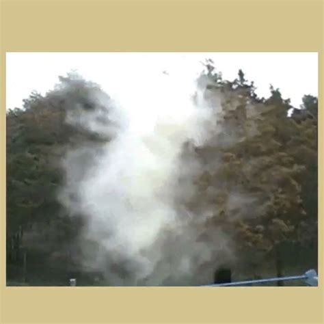 Juniper Tree Pollen Exploding に対する画像結果