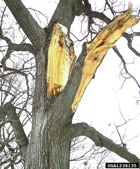 Exploding SAP Tree に対する画像結果