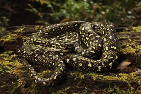 Toradh íomhá ar For Loop Python Diamond