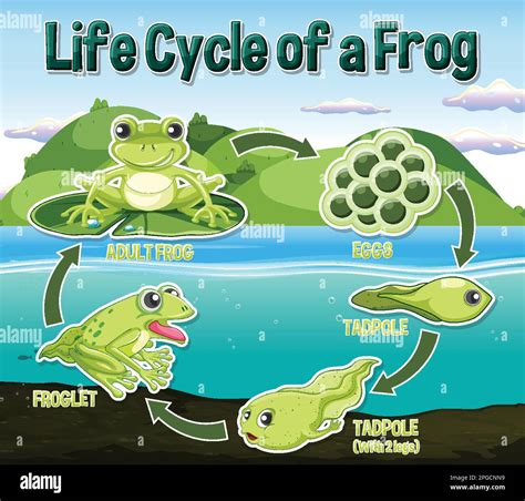 Frog Life Cycle Diagram illustration Stock Vector Image & Art - Alamy