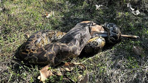 Image result for Python Eating Other Animals