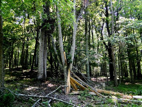 Exploding Tree Exploding に対する画像結果