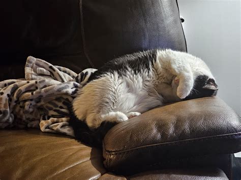 Image result for Fabulous Moo