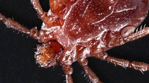 Tick Exploding に対する画像結果