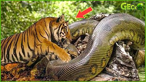 Image result for Python vs Animals
