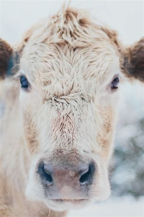 Image result for Littlepuck Moo Cow