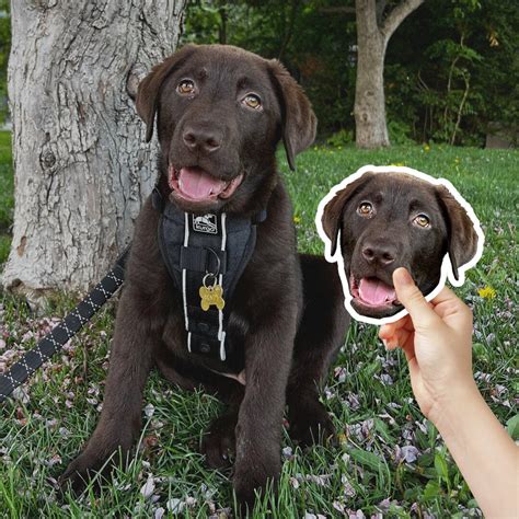 Image result for Dog Stickers