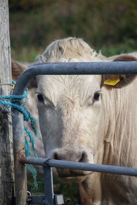 Image result for Fabulous Moo