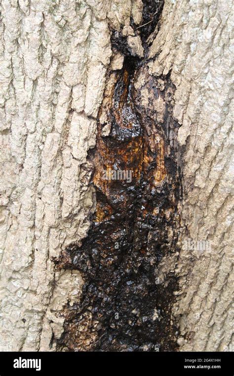 Exploding SAP Tree に対する画像結果