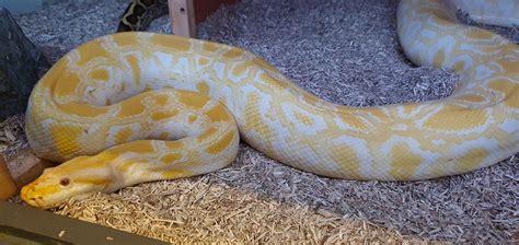 Adult Burmese Python に対する画像結果