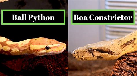 Image result for Python Boa