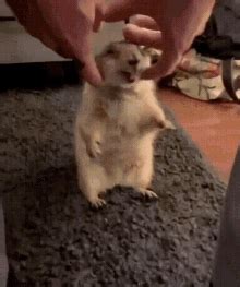 Image result for Gopher Chuck's GIF