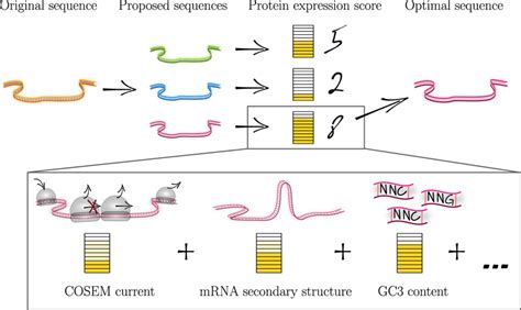 Image result for Codon Optimization