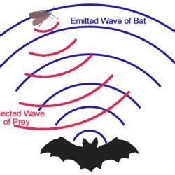Bat Echolocation Sound に対する画像結果