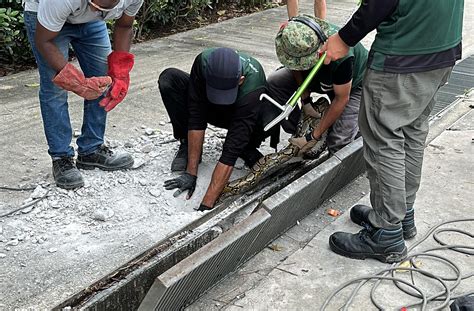 Image result for python pipe