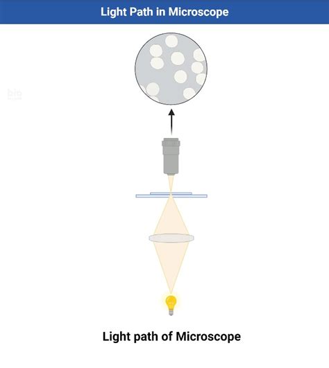 Image result for Microscopes Simplified