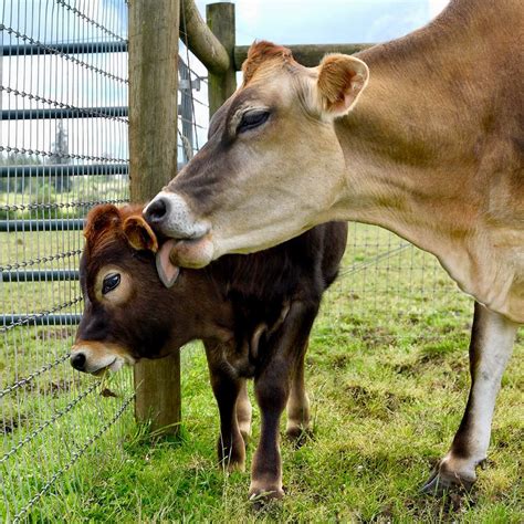 Image result for Littlepuck Moo Cow