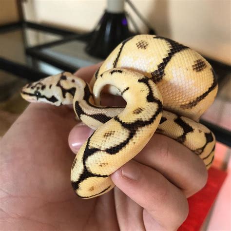Image result for ball python beginners