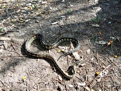 Image result for Monty Python Love