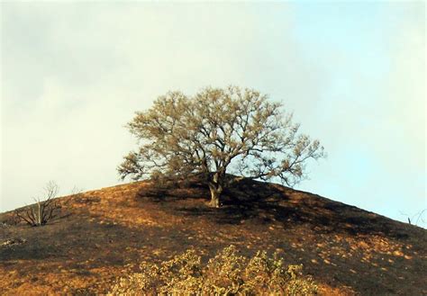 Exploding Tree Exploding に対する画像結果