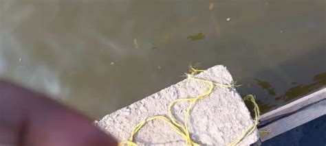 Toradh íomhá ar API Dragon Line