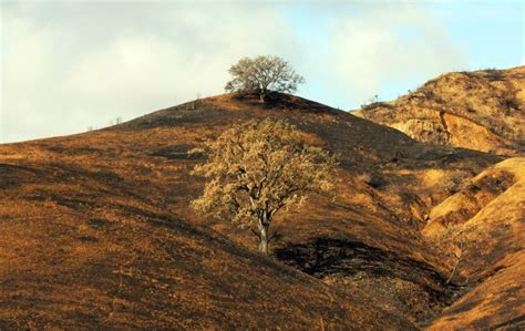 Exploding Tree Exploding に対する画像結果