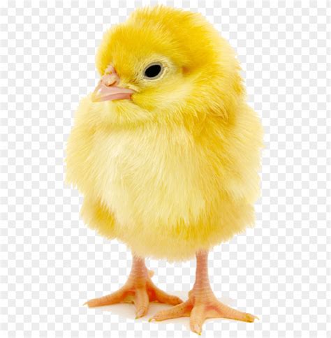 تصویر کا نتیجہ برائے Chick Transparent PNG