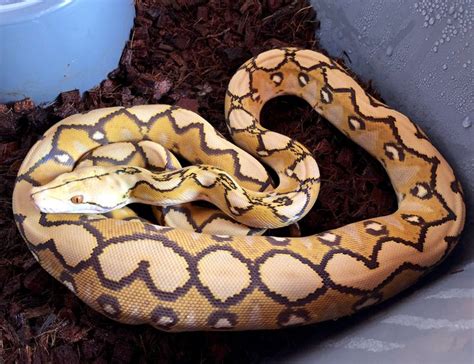 Image result for Python Boa