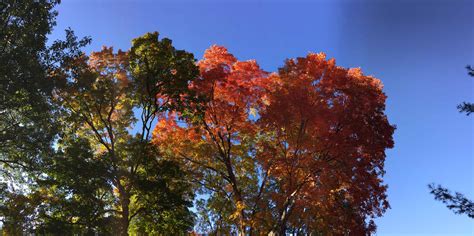 Exploding Tree Exploding に対する画像結果