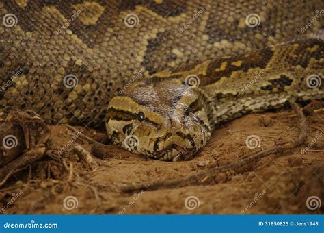 Toradh íomhá ar Rock Python Swallowing