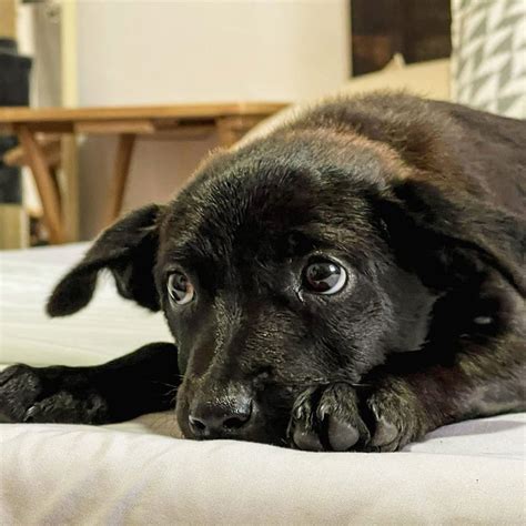 Image result for Pluto's Magic Paws