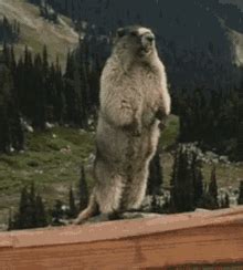 Image result for Screaming Gopher GIF