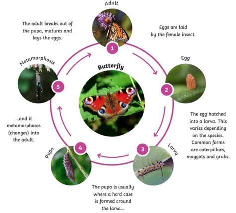 Image result for Life Cycle Examples