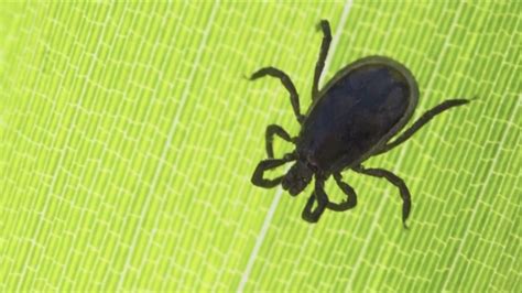 Tick Exploding に対する画像結果