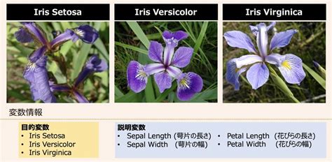 Model Training Python に対する画像結果