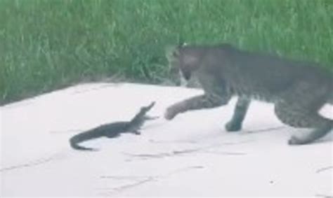 Image result for Bobcat vs Gator