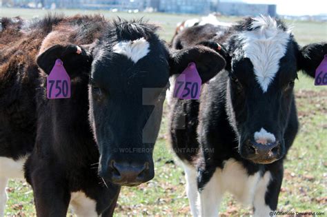 Image result for Littlepuck Moo Cow