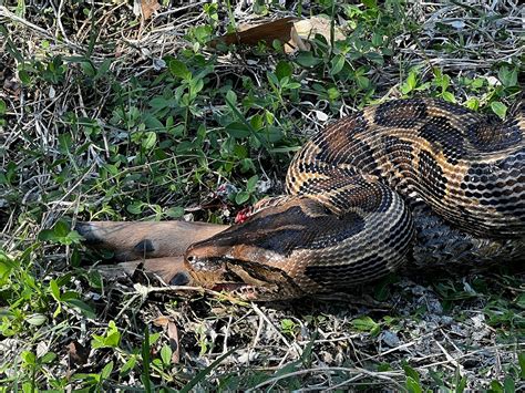 Image result for Python Eating Other Animals