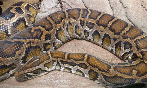 Adult Burmese Python に対する画像結果