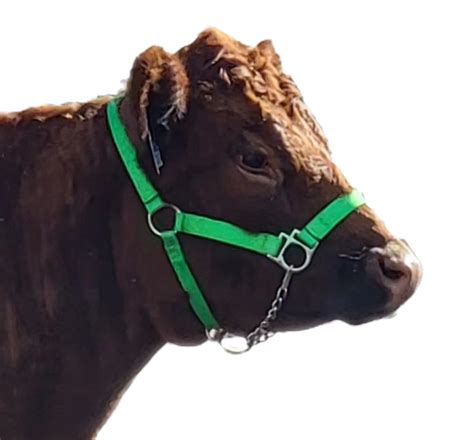 Image result for Littlepuck Moo Cow