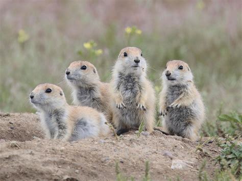 Image result for Exploding Prairie Dogs