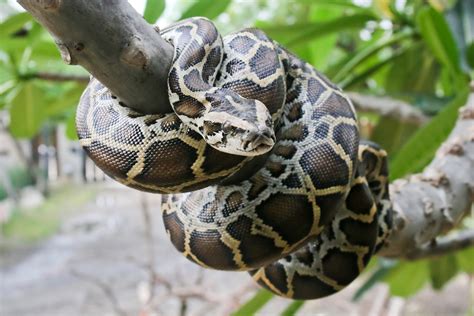 Adult Burmese Python に対する画像結果