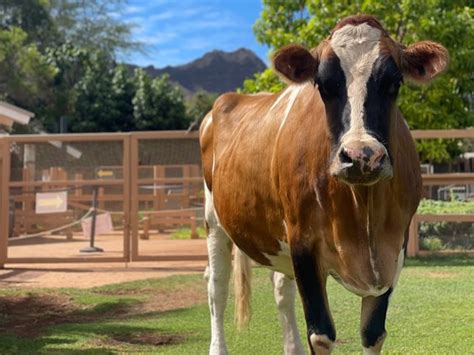 Image result for Littlepuck Moo Cow