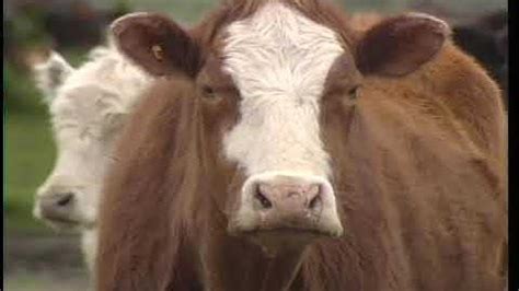 Image result for Littlepuck Moo Cow