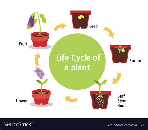 plants life cycle