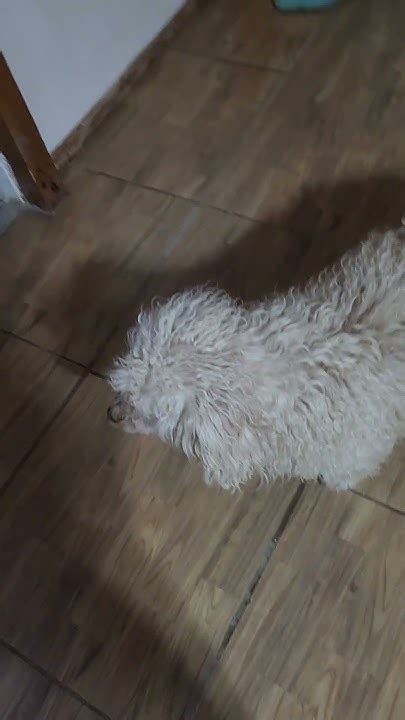 Bildergebnis für How to Do Magicc Shawn