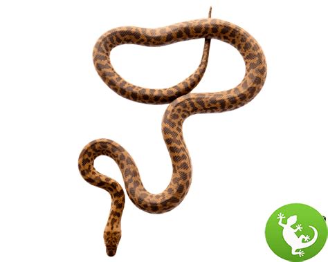 Image result for Spotted Python Morphs