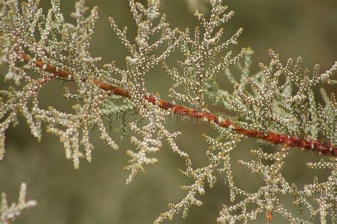 Juniper Tree Pollen Exploding に対する画像結果